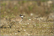 Ersatzlebensraum... Flussregenpfeifer *Charadrius dubius*