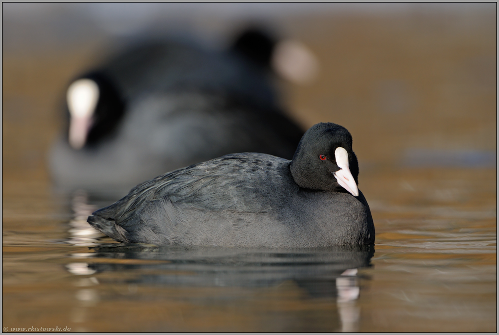 versammelt... Blässrallen *Fulica atra*