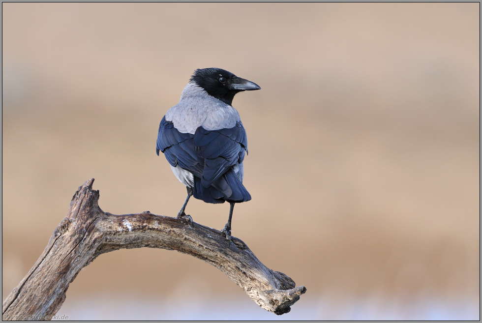 vorsichtig... Nebelkrähe *Corvus cornix*