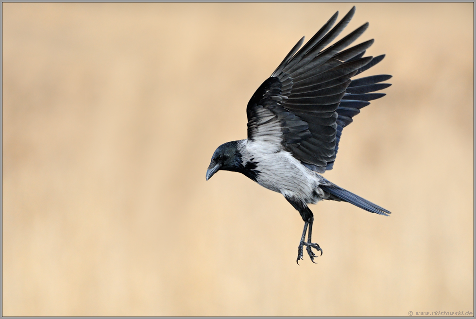 im Anflug... Nebelkrähe *Corvus cornix*