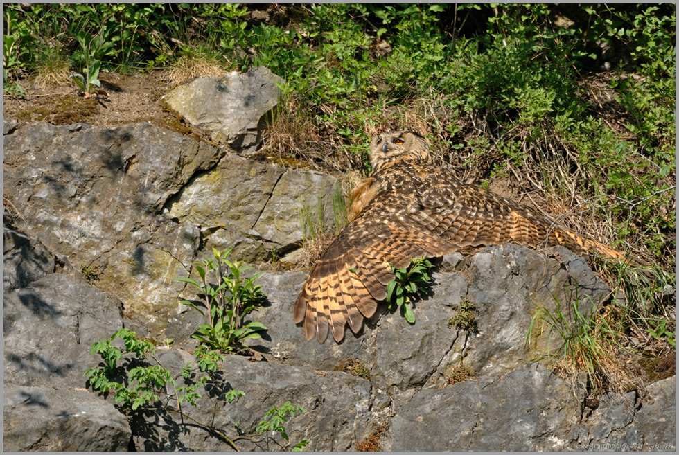 beim Sonnenbad... Europäischer Uhu *Bubo bubo*