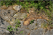 beim Sonnenbad... Europäischer Uhu *Bubo bubo*