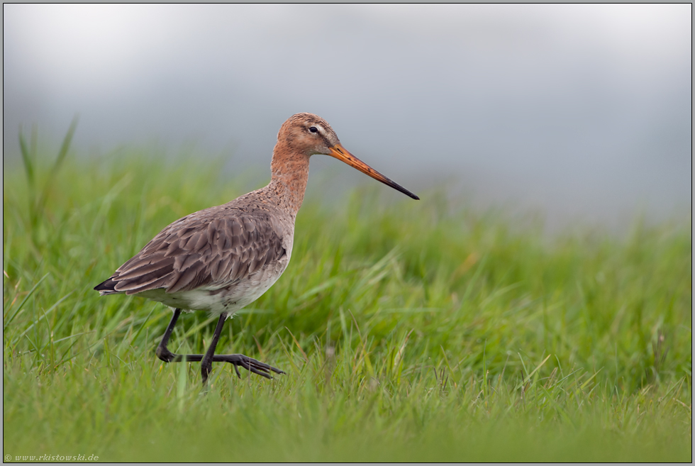 bei der Nahrungssuche... Uferschnepfe *Limosa limosa*