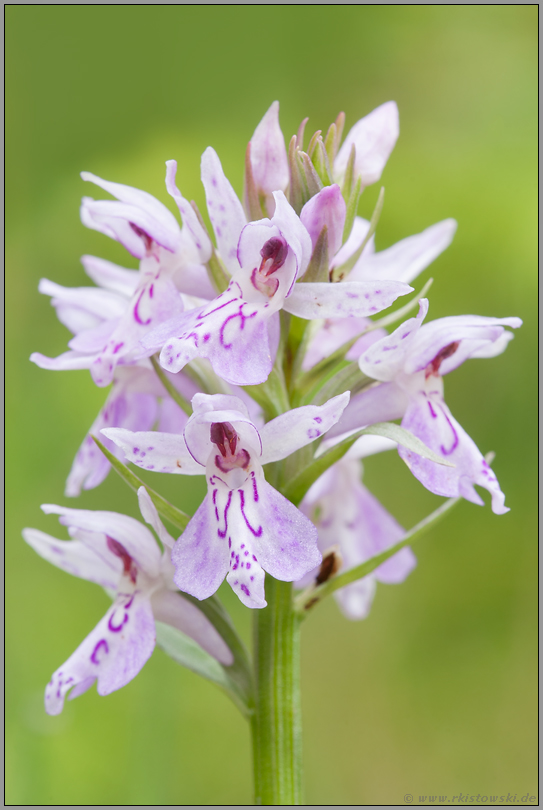 der Blütenstand... Geflecktes Knabenkraut *Dactylorhiza maculata*