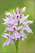 der Blütenstand... Geflecktes Knabenkraut *Dactylorhiza maculata*