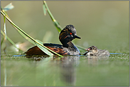 alt und jung...Schwarzhalstaucher *Podiceps nigricollis*