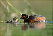 Mückenlarve... Schwarzhalstaucher *Podiceps nigricollis*