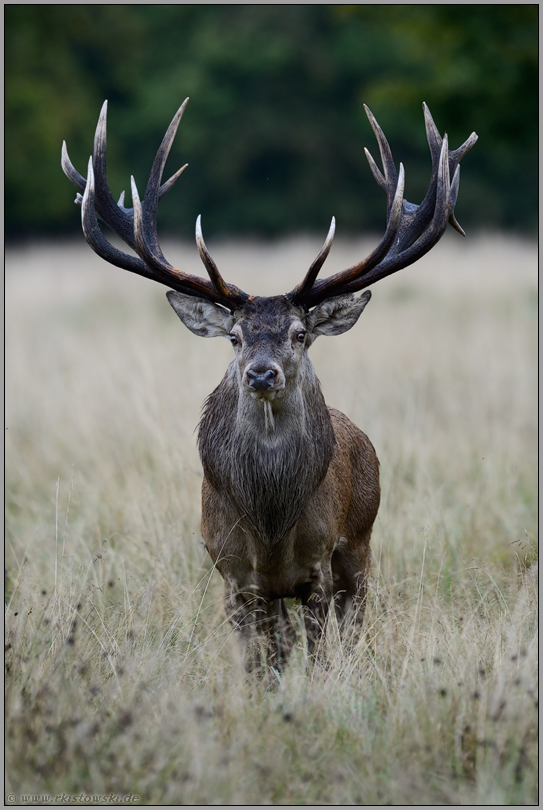 kapitaler Hirsch... Rothirsch *Cervus elaphus* mit besonders kräftigem Geweih