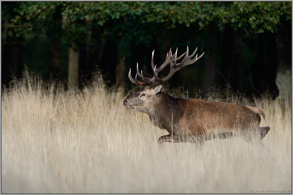 treibend... Rothirsch *Cervus elaphus*