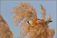 der Bartmeisenhahn... Bartmeise *Panurus biarmicus*