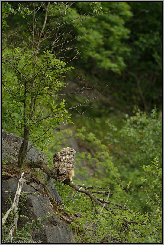 Zwischenstopp... Europäischer Uhu *Bubo bubo*