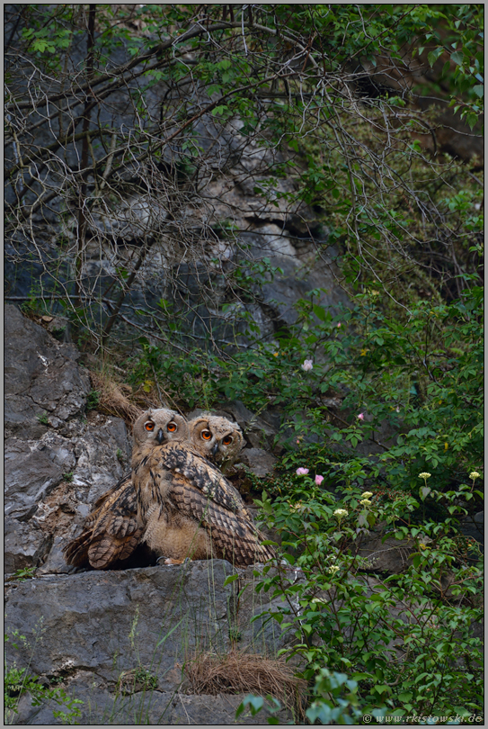 Geschwisterliebe... Europäische Uhus *Bubo bubo*