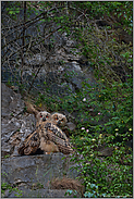 Geschwisterliebe... Europäische Uhus *Bubo bubo*