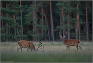 Feistzeit... Rotwild *Cervus elaphus*