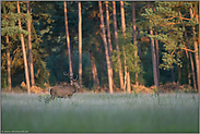 kräftig... Rothirsch *Cervus elaphus*