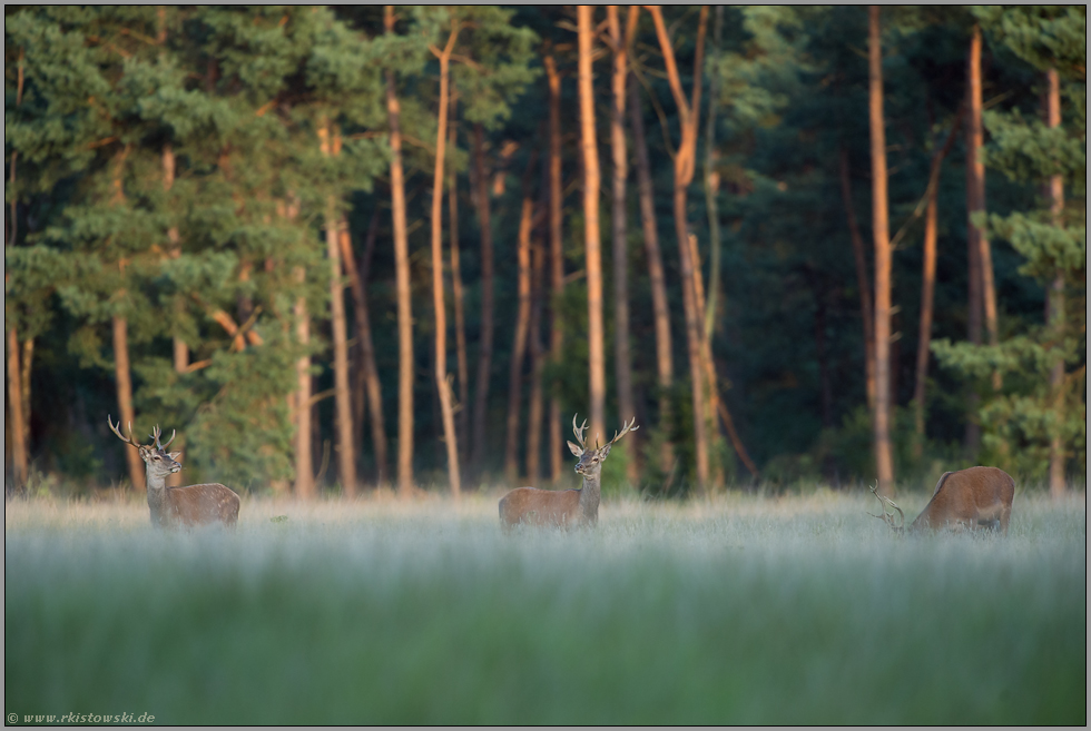 Junggesellenverband... Rotwild *Cervus elaphus* bei der Äsung