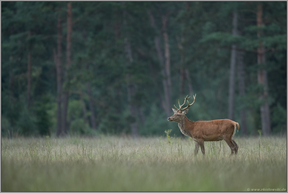 abends, wenn es dunkel wird... Rothirsch *Cervus elaphus*