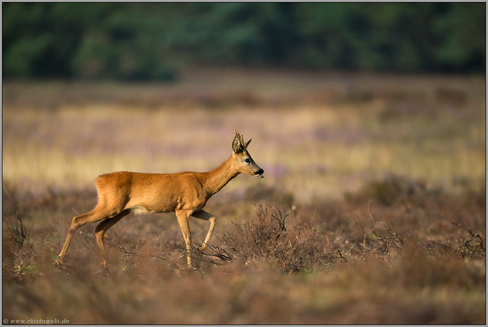 auf freier Fläche... Rehbock *Capreolus_capreolus*