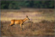 auf freier Fläche... Rehbock *Capreolus_capreolus*