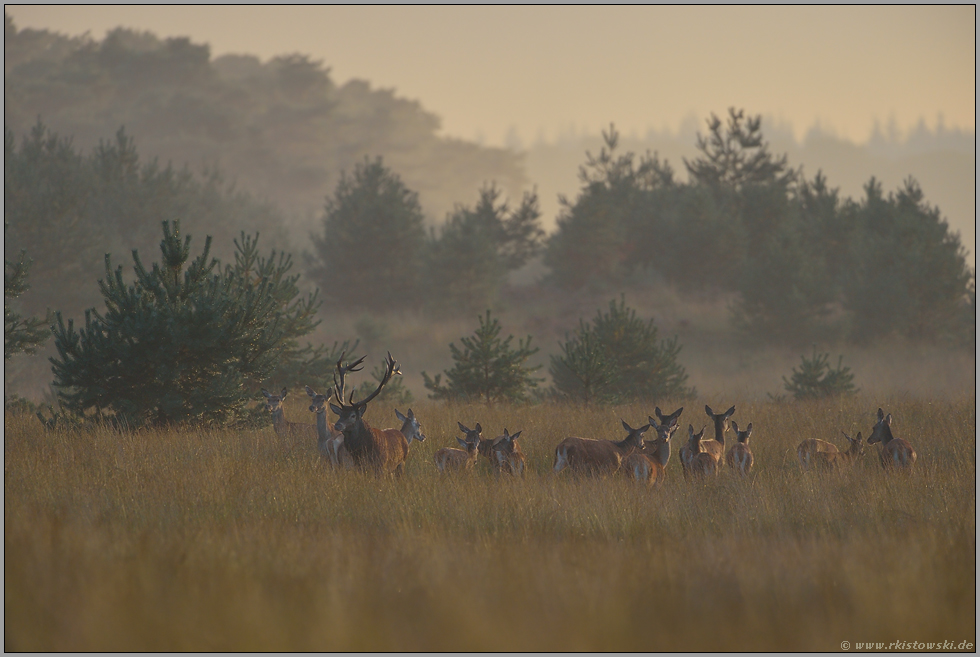 durchziehend... Rotwild *Cervus elaphus*