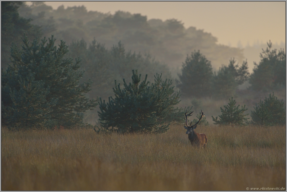 nach dem großen Schauer... Rothirsch *Cervus elaphus*