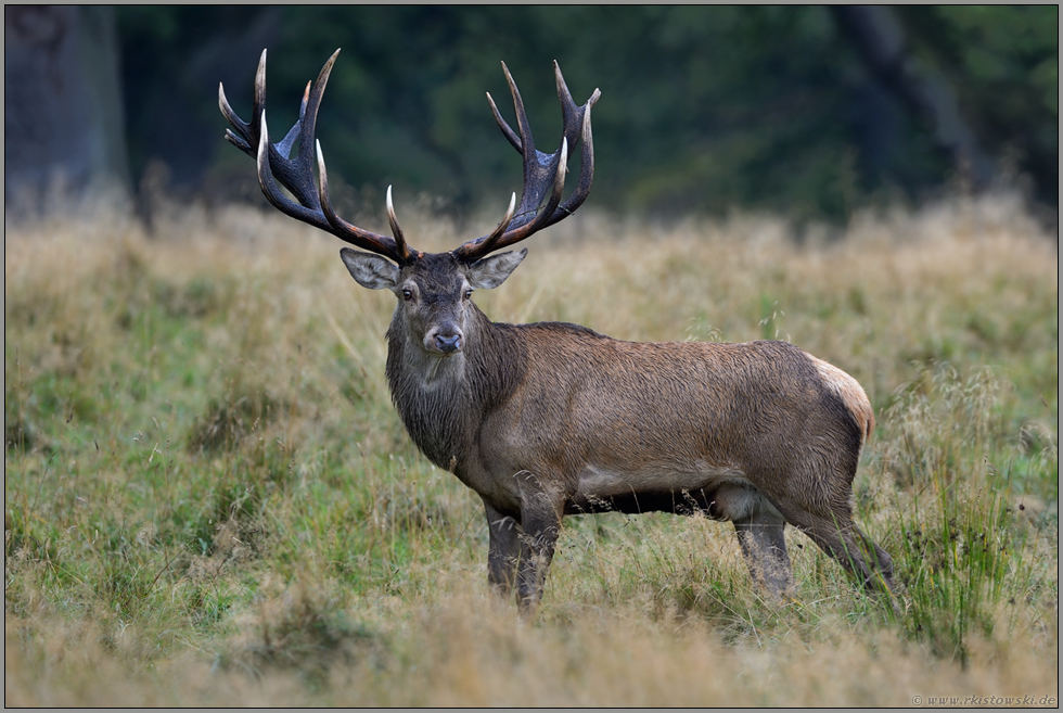 kapitaler Hirsch... Rothirsch *Cervus elaphus*