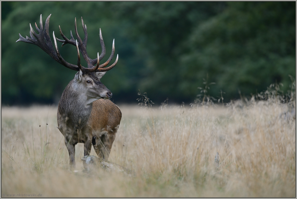 prüfender Blick... Rothirsch *Cervus elaphus*