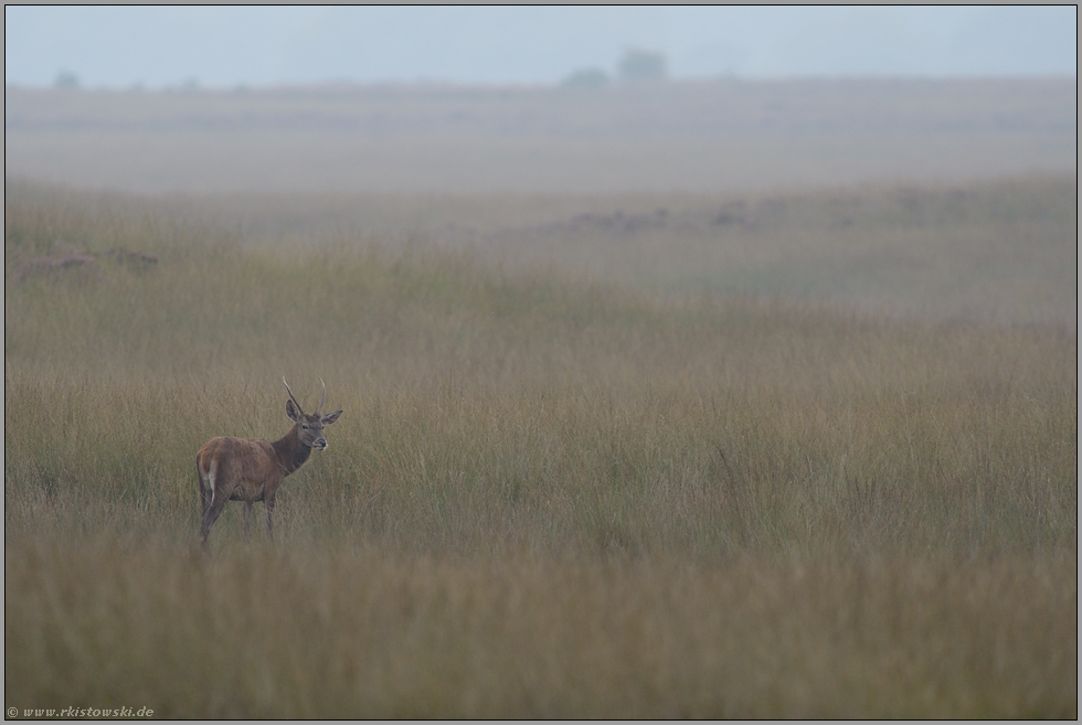 verstoßen... Rotspiesser *Cervus elaphus*