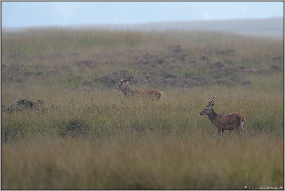 die zwei beiden... Rotwild *Cervus elaphus*