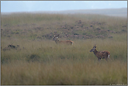 die zwei beiden... Rotwild *Cervus elaphus*