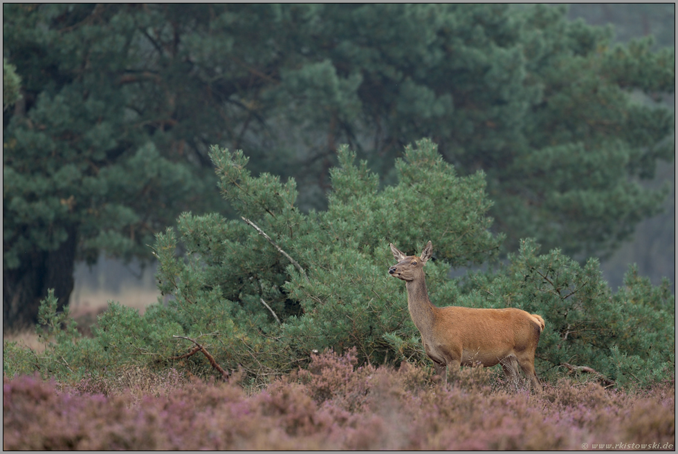 sichernd... Rottier *Cervus elaphus*