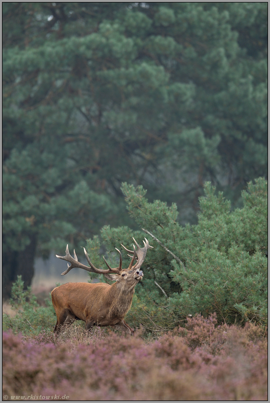 Brunftverhalten... Rothirsch *Cervus elaphus*