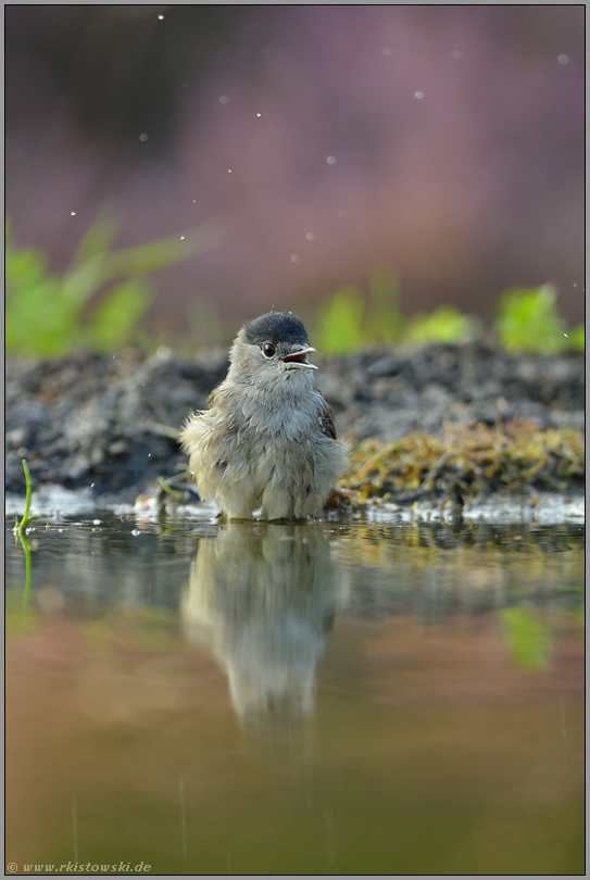 Badespass... Mönchsgrasmücke *Sylvia atricapilla*