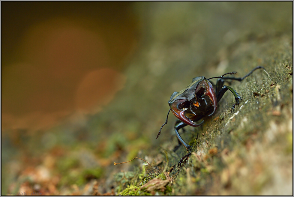 Krabbelvieh... Hirschkäfer *Lucanus cervus*