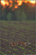 wo Hasen sich eine "Gute Nacht" sagen... Feldhasen *Lepus europaeus*