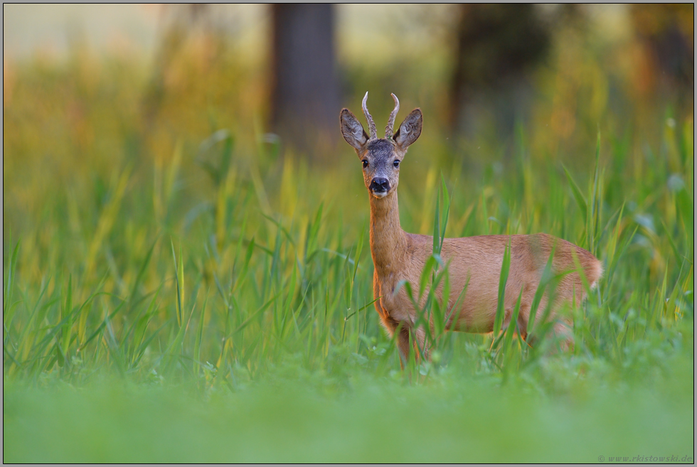 im Bruch... Rehbock *Capreolus capreolus*