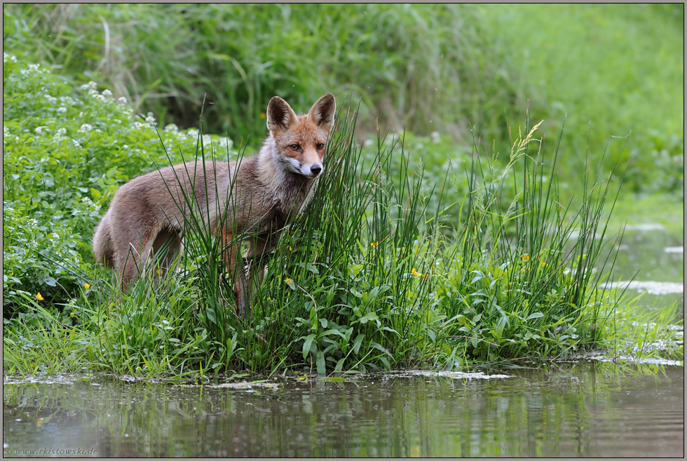 am Gewässer... Rotfuchs *Vulpes vulpes*