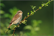 ein Jungvogel... Neuntöter *Lanius collurio*