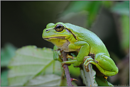 im Brombeergestrüpp... Europäischer Laubfrosch *Hyla arborea*