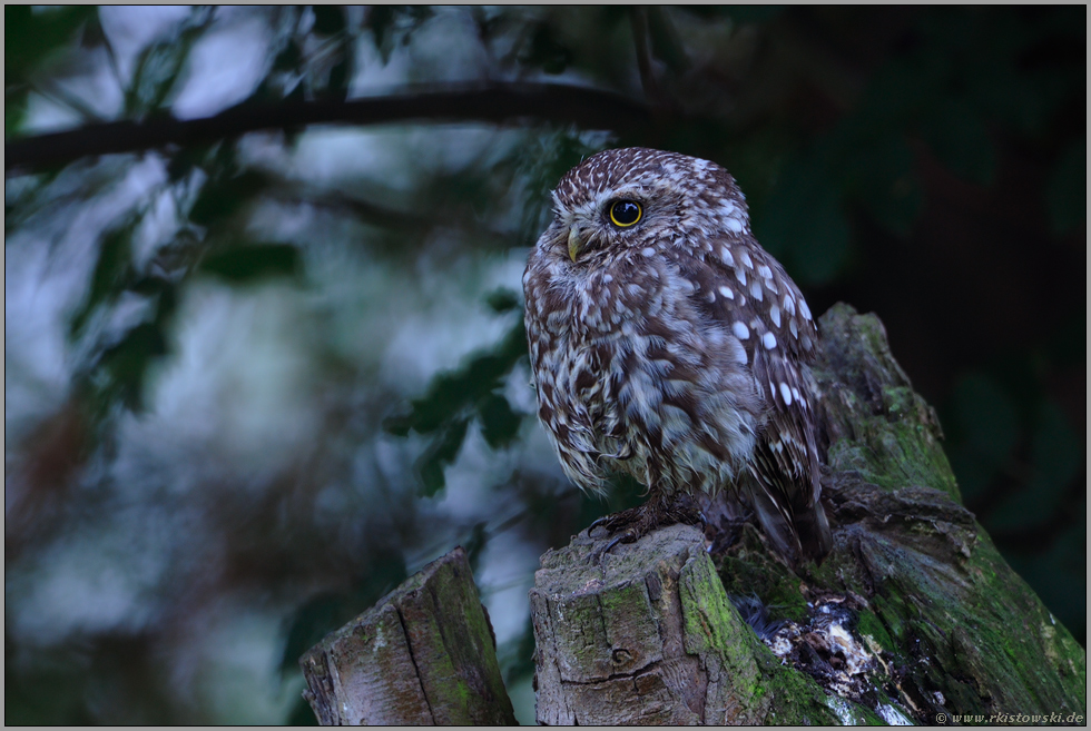 früher Vogel... Steinkauz *Athene noctua*