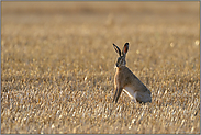 auf dem Stoppelacker... Feldhase *Lepus europaeus*