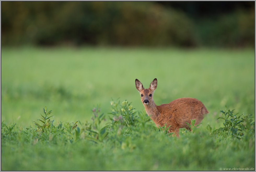 Kitz bei der Äsung... Reh *Capreolus capreolus*