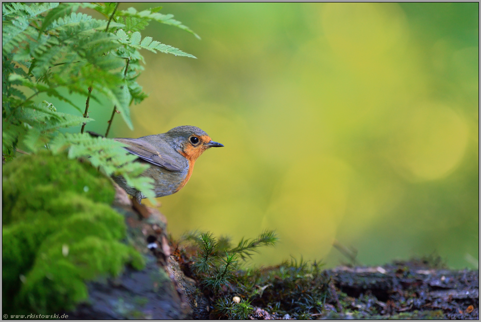 ganz heimlich... Rotkehlchen *Erithacus rubecula*