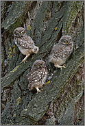 Nachwuchs... Steinkäuze *Athene noctua*