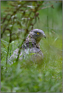 am Boden... Wespenbussard *Pernis apivorus*