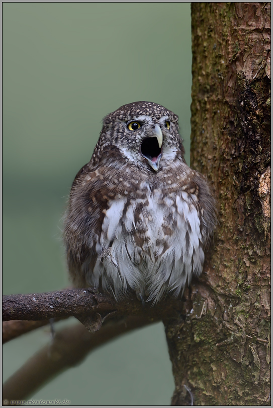 mit weit geöffnetem Schnabel... Sperlingskauz *Glaucidium passerinum*