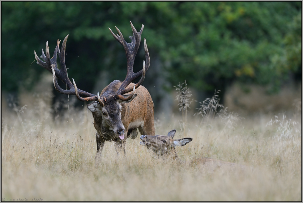 Berührung... Rotwild *Cervus elaphus*