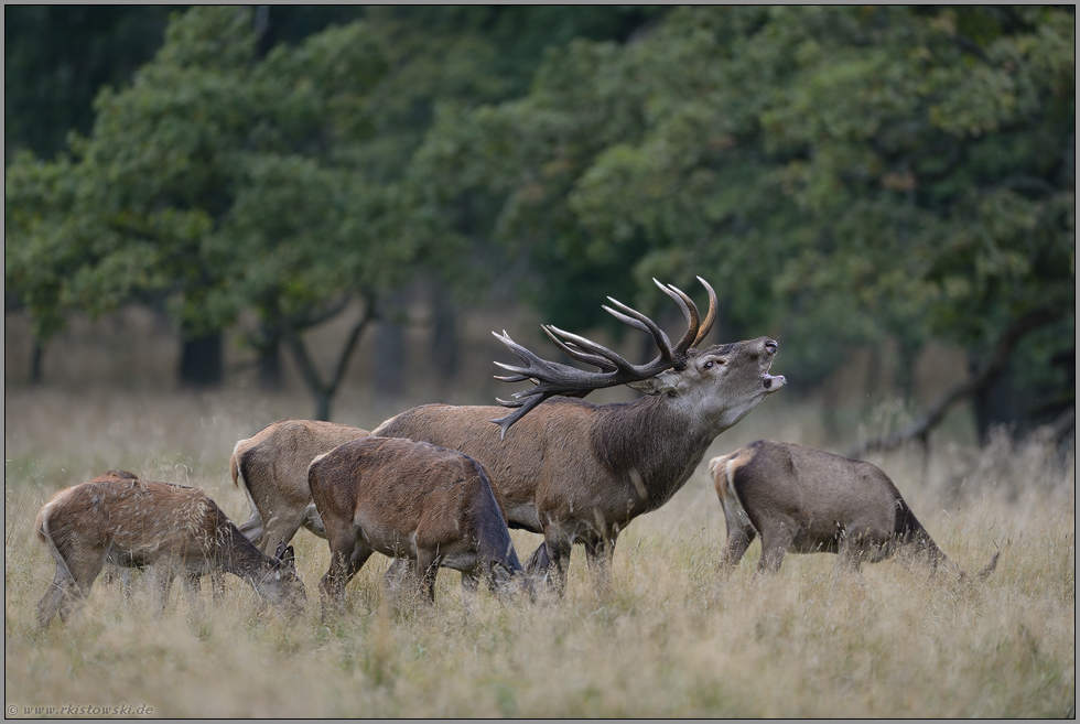 der Herr und sein Rudel... Rotwild *Cervus elaphus*