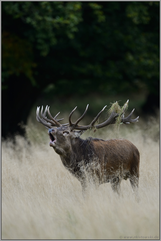 die Rotwildbrunft... Rothirsch *Cervus elaphus*