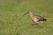 auf Nahrungssuche... Grosser Brachvogel *Numenius arquata*